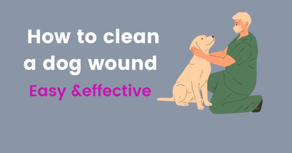 how to clean a dog wound