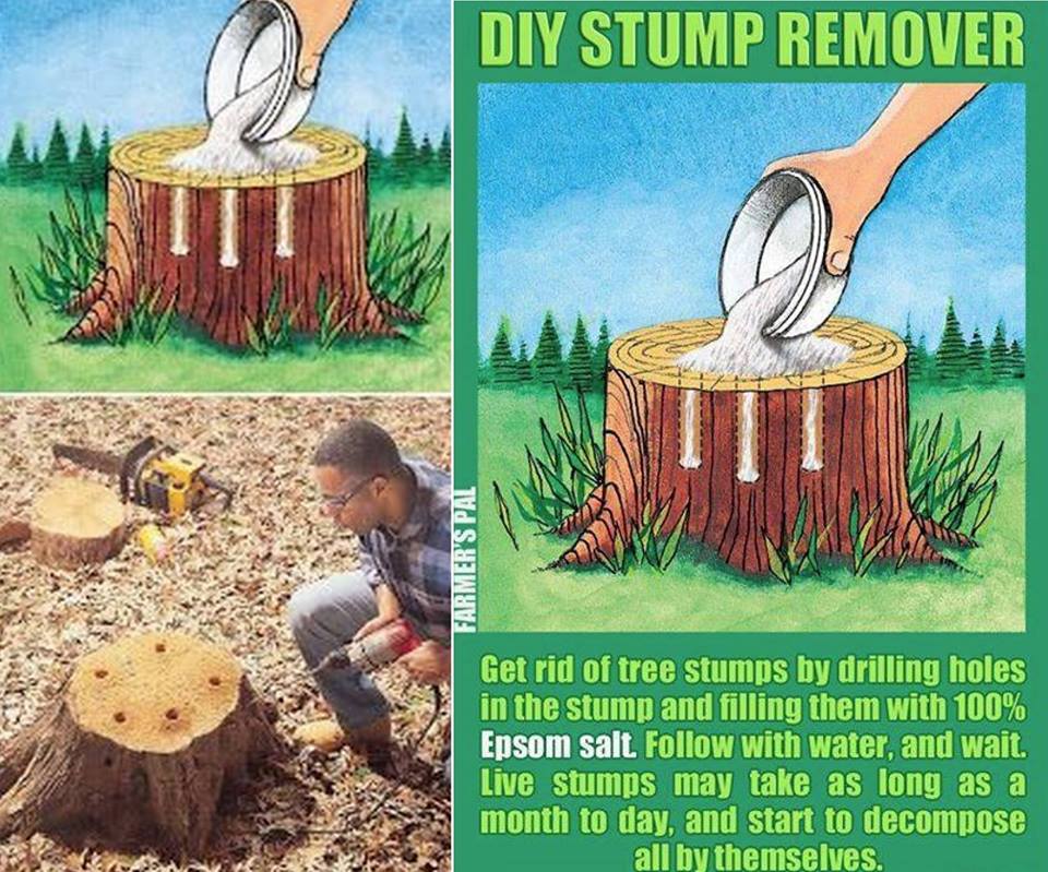 how to get rid of a stump in 2 - 3 days